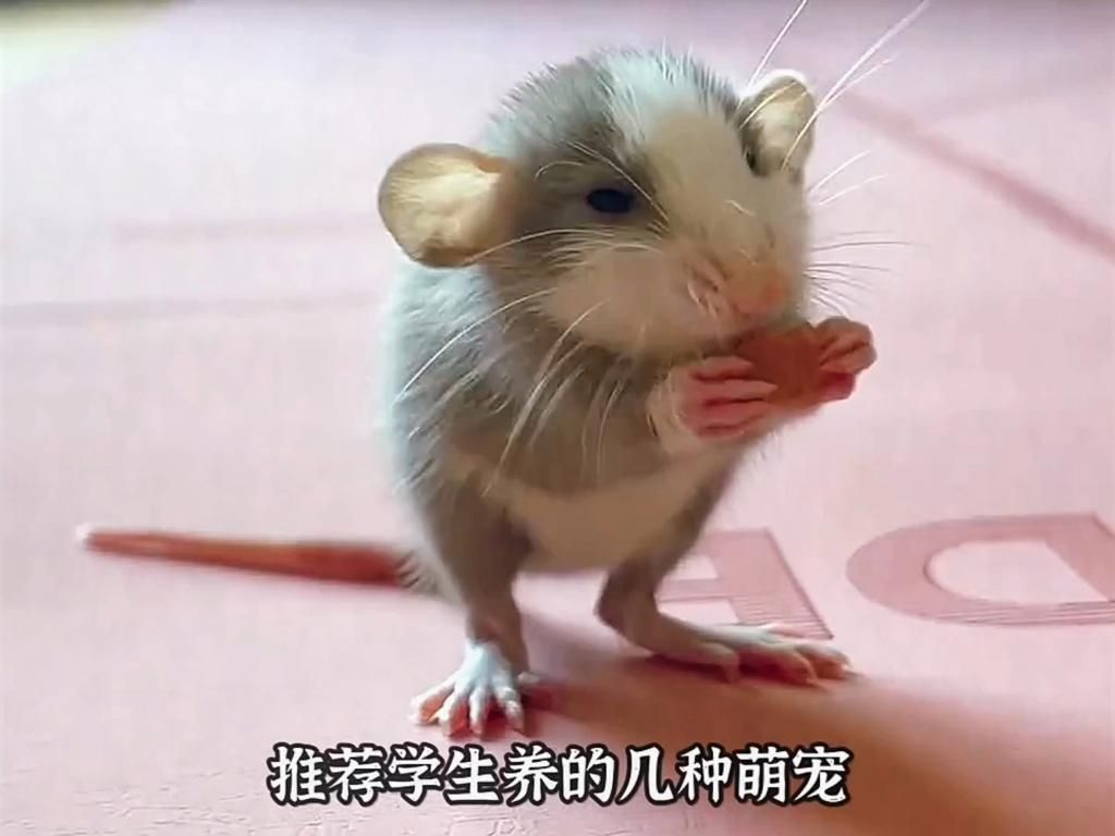 40個品種中哪個最好養？