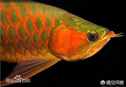 金龍魚都會金色嗎？（關于金龍魚顏色的一些詳細信息）
