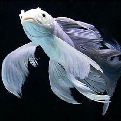 廣東孟吉爾龍魚，孟吉爾紅龍魚的市場價格