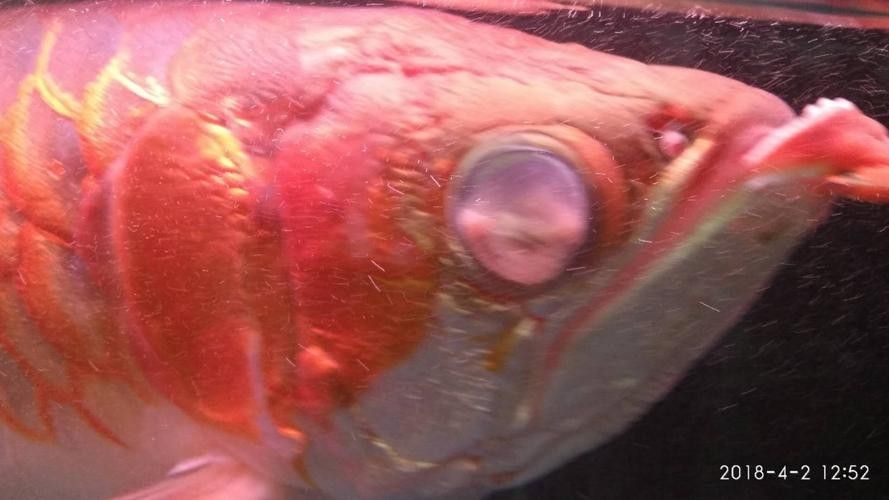 龍魚眼邊有白色物質(zhì)怎么辦圖片視頻