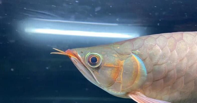 龍魚眼邊有白色物質(zhì)怎么辦圖片視頻