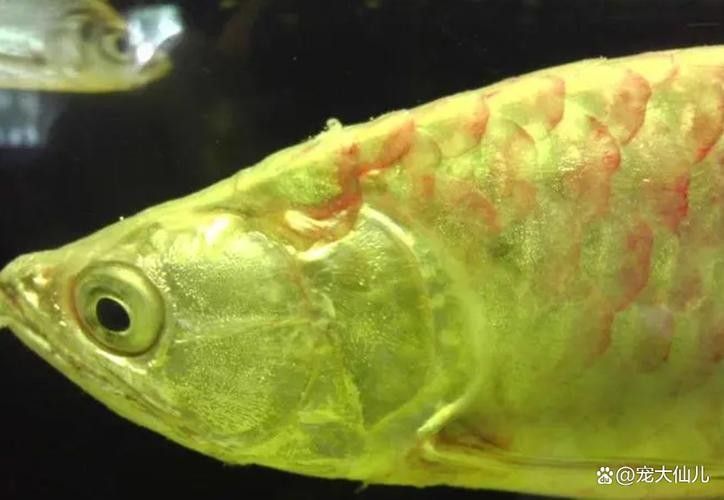 龍魚眼邊有白色物質(zhì)怎么辦圖片視頻