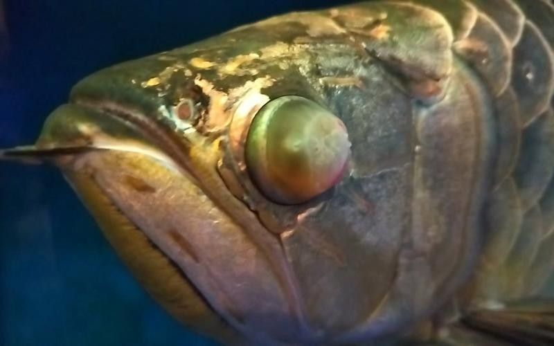 龍魚眼邊有白色物質(zhì)怎么辦圖片視頻