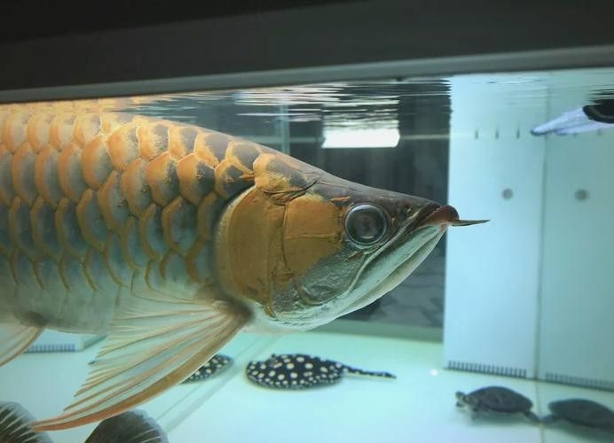 龍魚眼邊有白色物質(zhì)怎么辦圖片視頻