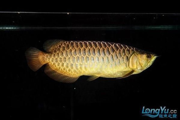 什么叫過背金龍魚（過背金龍魚是一種珍貴的觀賞魚，）