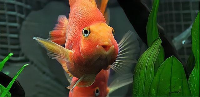 如何加強金龍魚的免疫力