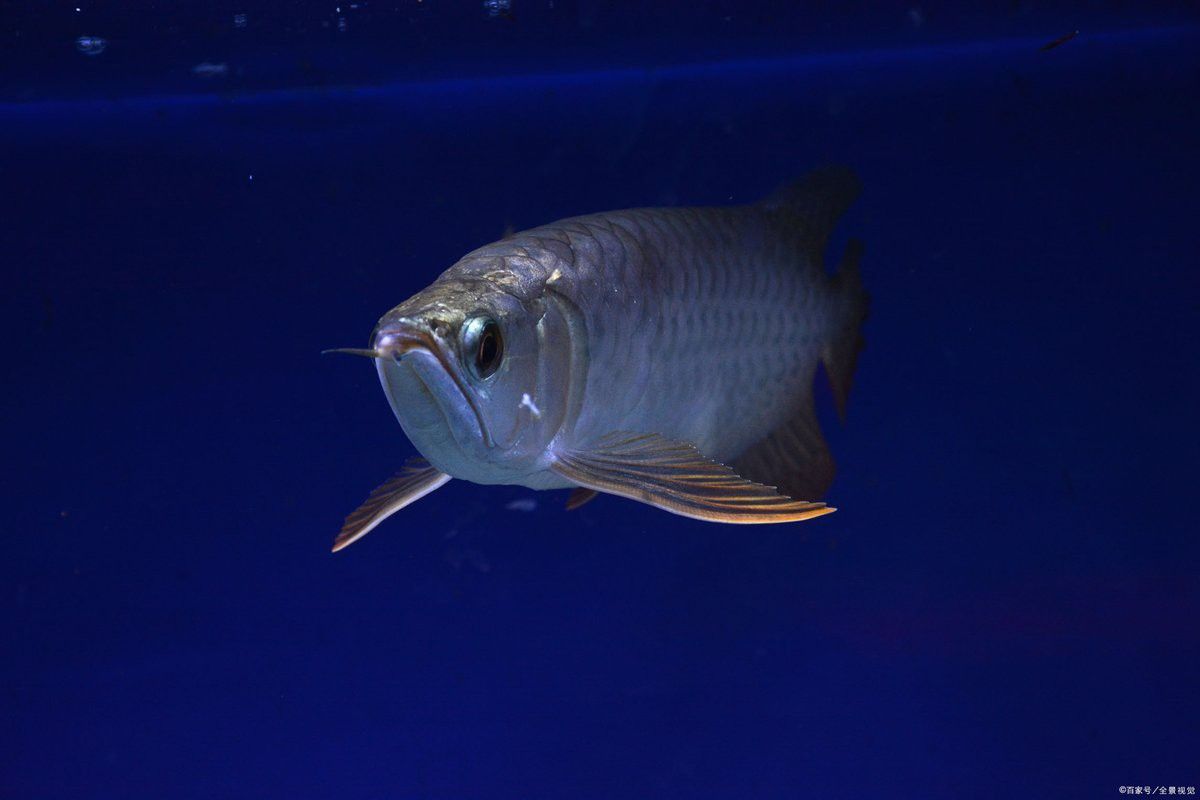 如何加強金龍魚的免疫力