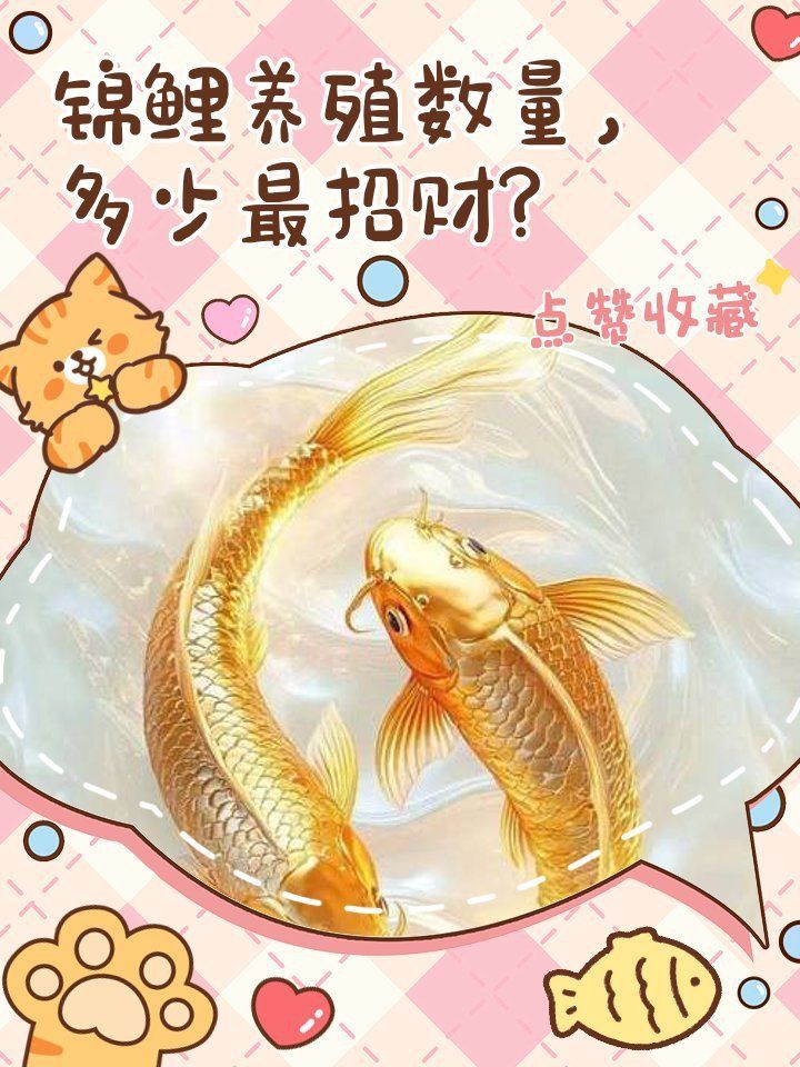 龍鳳錦鯉養幾條最吉利