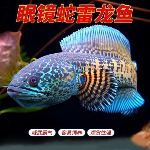 黃金眼鏡蛇雷龍的價格是多少？
