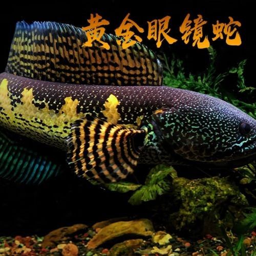 黃金眼鏡蛇雷龍的價格是多少？