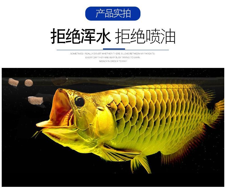 龍魚有小的嗎：體型較小的龍魚品種