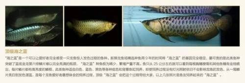 龍魚有小的嗎：體型較小的龍魚品種