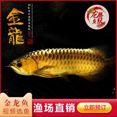 龍魚有小的嗎：體型較小的龍魚品種