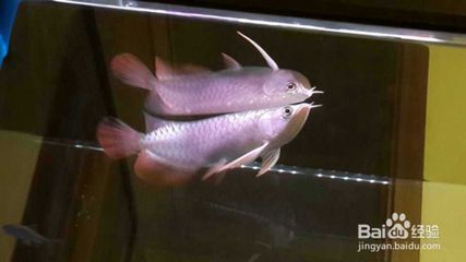 龍魚好不好養活（為什么龍魚飼養難度大）