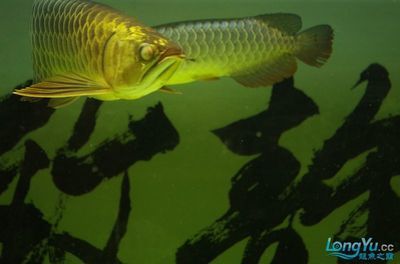 龍魚身上有血絲