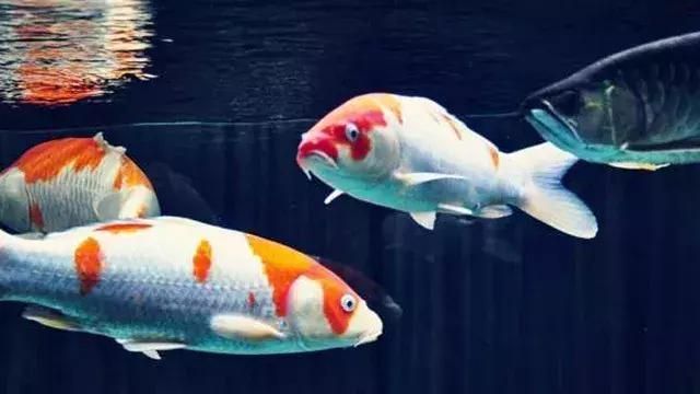 龍魚是錦鯉嗎：龍魚和錦鯉是兩種不同的觀賞魚，它們是兩種不同的觀賞魚