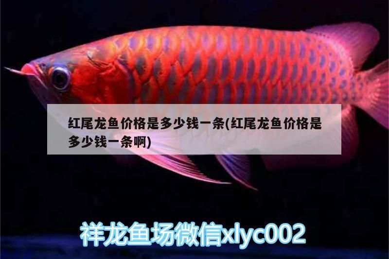 紅龍魚喂食視頻教程全集完整版（紅龍魚喂食視頻教程全集完整版下載） 紅龍魚喂食視頻教程全集完整版（紅龍魚喂食視頻教程全集完整版下載） 龍魚百科