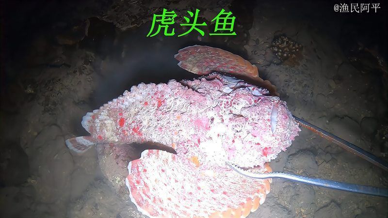 老虎魚視頻大全免費觀看2023年最新版