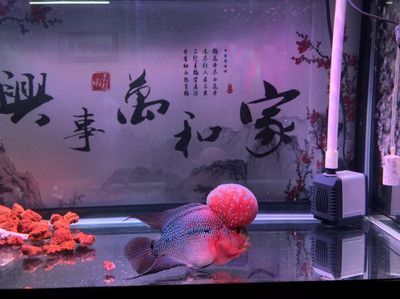 養銀龍魚背景什么顏色好（養銀龍魚時，深色背景如深棕色、深灰色或黑色是最理想的選擇）