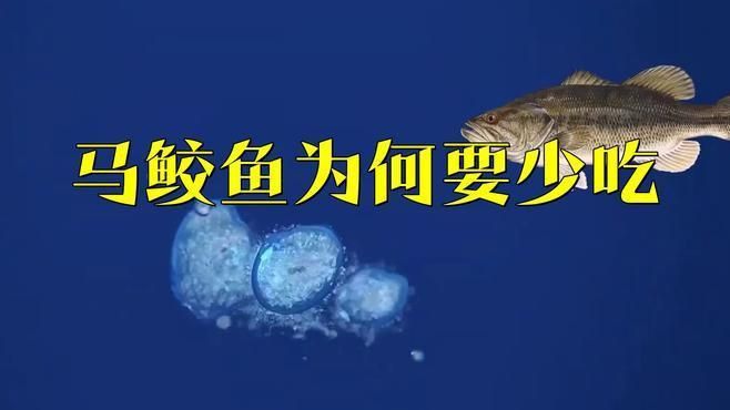 馬鱭魚為什么盡量少吃