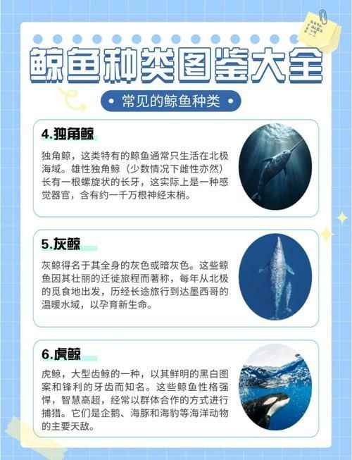 鯨魚種類大全大圖