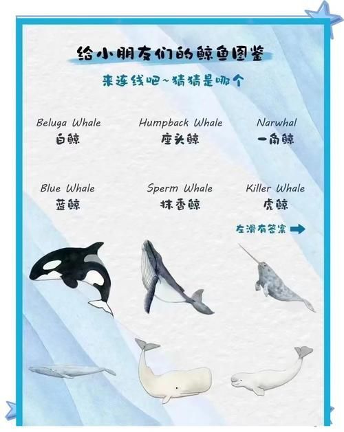 鯨魚種類大全大圖