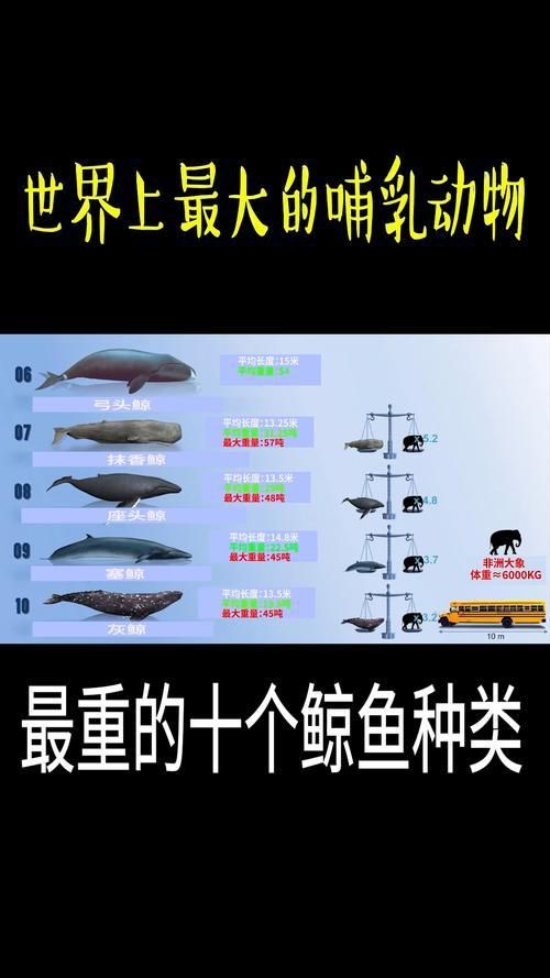 鯨魚種類大全大圖