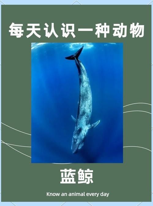 鯨魚種類大全大圖