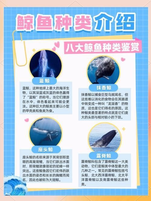 鯨魚種類大全大圖