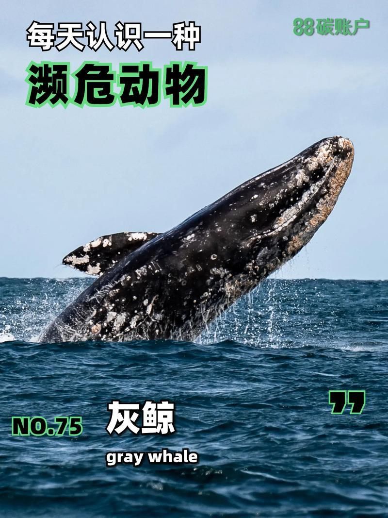 鯨魚種類大全大圖