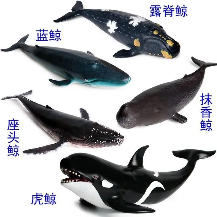 鯨魚種類大全大圖