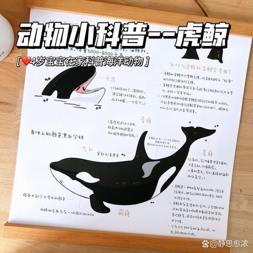 鯨魚種類大全大圖