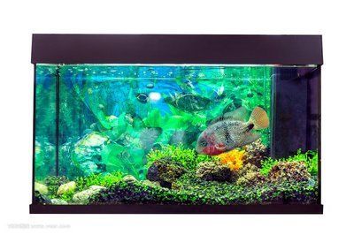 金龍魚缸背景：如何選擇金龍魚缸背景顏色