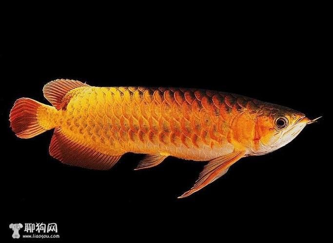 龍魚真菌的圖片