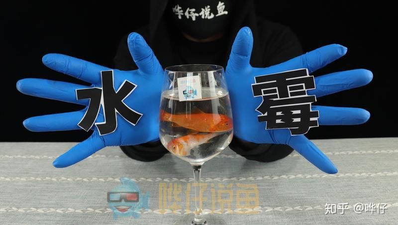 龍魚真菌的圖片