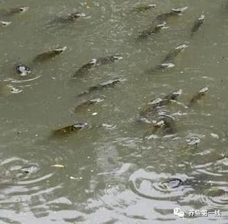 金龍魚張嘴呼吸什么原因引起的圖片