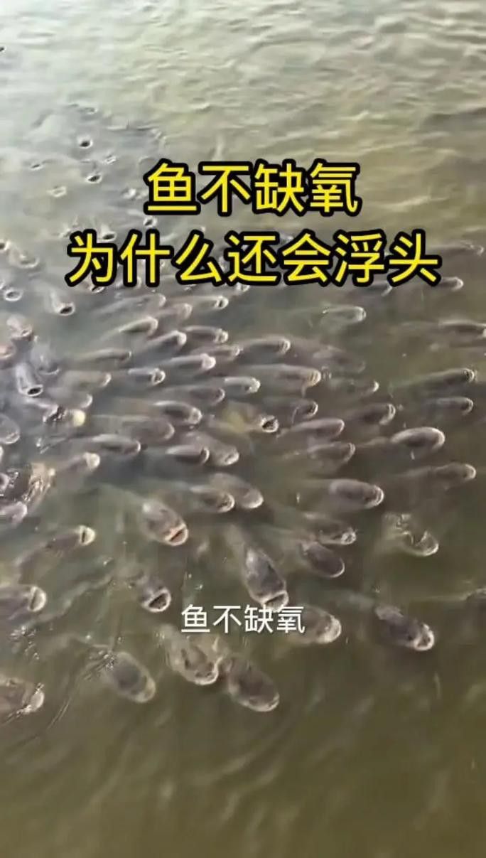 金龍魚張嘴呼吸什么原因引起的圖片