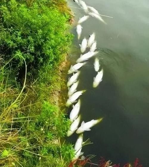 金龍魚張嘴呼吸什么原因引起的圖片