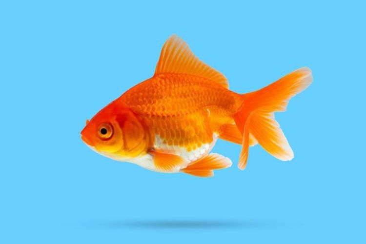 金龍魚張嘴呼吸什么原因引起的圖片