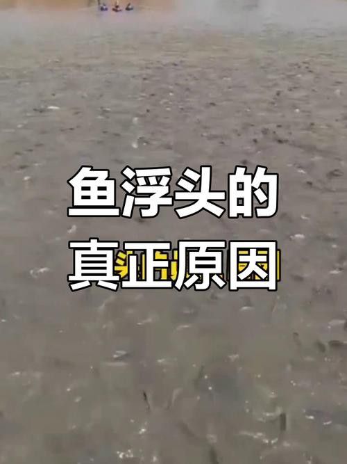 金龍魚張嘴呼吸什么原因引起的圖片