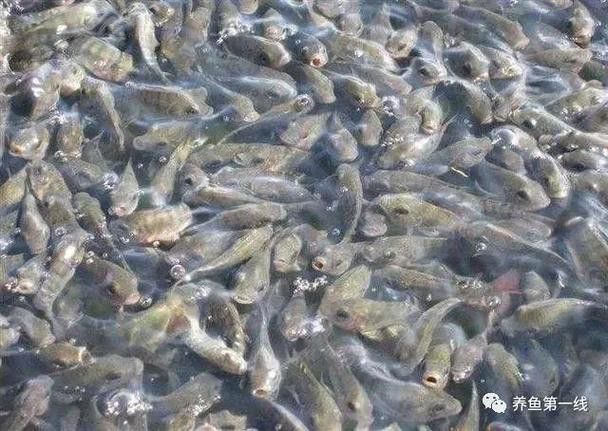 金龍魚張嘴呼吸什么原因引起的圖片