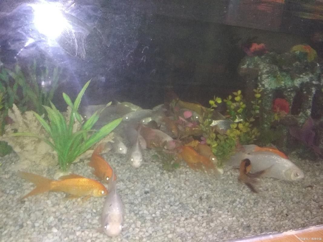金龍魚張嘴呼吸什么原因引起的圖片