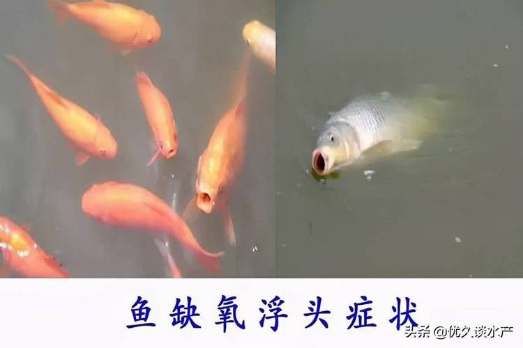 金龍魚張嘴呼吸什么原因引起的圖片