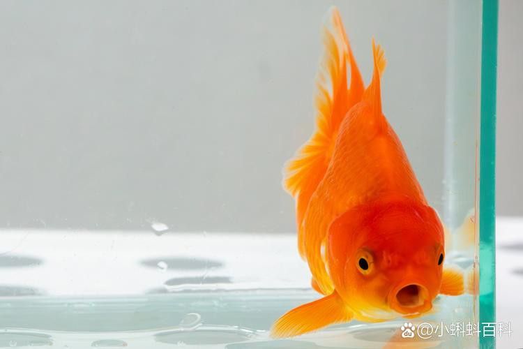 金龍魚張嘴呼吸什么原因引起的圖片