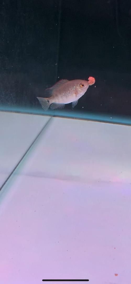 金龍魚張嘴呼吸什么原因引起的圖片