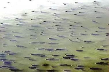 金龍魚張嘴呼吸什么原因引起的圖片