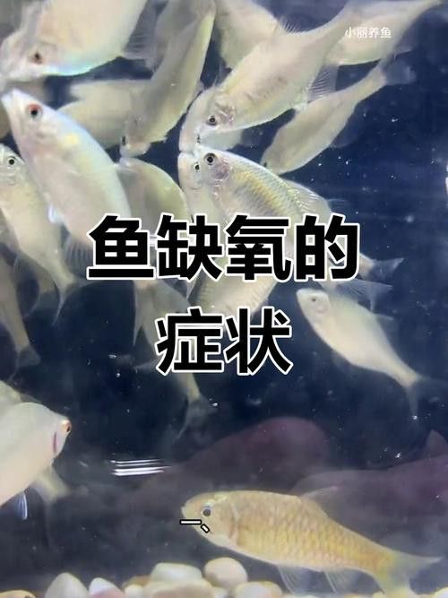 金龍魚張嘴呼吸什么原因引起的圖片