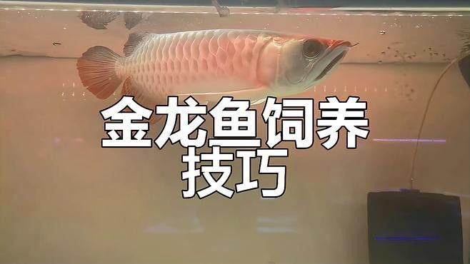 金龍魚張嘴呼吸什么原因引起的圖片
