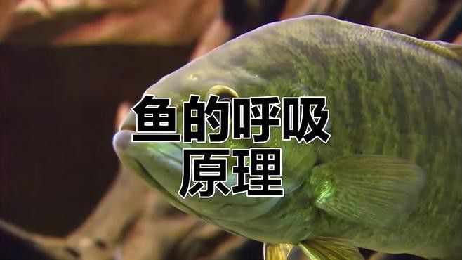金龍魚張嘴呼吸什么原因引起的圖片