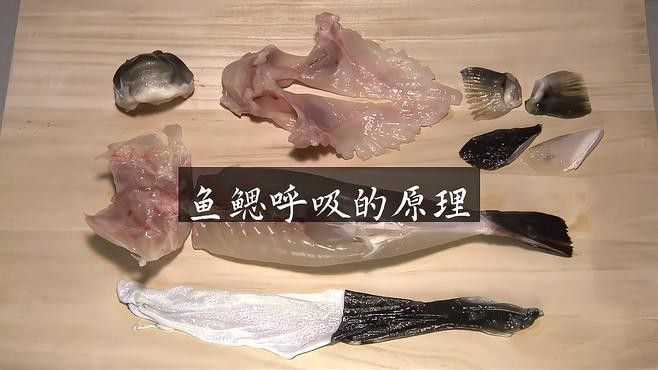 金龍魚張嘴呼吸什么原因引起的圖片